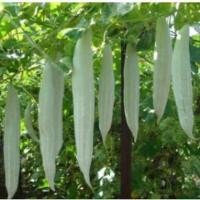 ราคา 10 เมล็ด บวบ บักบวบ Non-GMO Snake Gourd Seeds สายพันธุ์ บวบงูสั้นสีขาว (53559325762)