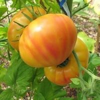 ราคา เมล็ดพันธุ์ มะเขือเทศ บิ๊กเรนโบว์ (Big Rainbow Tomato Seed) บรรจุ 5 เมล็ด (29144311278)