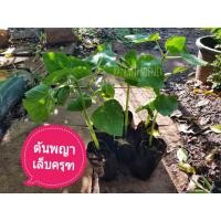 ราคา พญาเล็บครุฑ,ต้นพญาเล็บครุฑ 200บ./ต้น (11202899596)