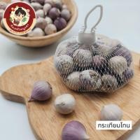 ราคา กระเทียมโทนแท้ กระเทียมโทน 100% รับประกันความสดใหม่ (28239284163)