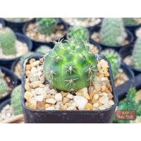 ราคา ยิมโนบัลเดียนั่ม (Gymnocalycium Baldianum) กระบองเพชร แคคตัส (11701820872)