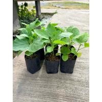 ราคา ต้นกล้ามะเขือเจ้าพระยา มะเขือเปราะขาว ชุด 6 ถุง (50816042967)