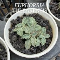 ราคา Euphorbia Tulearensis Cactus&Succulent ยูโฟเบีย ทูเรีย ไม้เมล็ด แคคตัส กระบองเพชร ไม้เมล็ด (53564009491)