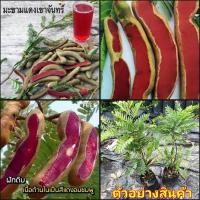 ราคา (2ต้น)(vาย ต้นพันธุ์) ต้น มะขามแดงเขาจันทร์ ต้นมะขามแดงเขาจันทร์ มะขามแดง เขาจันทร์ มะขาม ต้นมะขาม happy (10485798086)