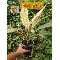 ราคา หมาก​ผู้​หมาก​เมีย​(ต้นทัศมาฮาน)​ ต้นหมาก​ผู้​หมาก​เมีย​ ทัศมาฮาน​ ต้นสวย​ ต้นไม้​มงคล​ (13952758927)