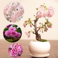 ราคา Japanese Sakura Seeds สำหรับปลูกดอกไม้ (ผสมสี 10 เมล็ด) ซากุระดอกซากุระต้นไม้ซากุระ ง่าย ๆ (43726403546)
