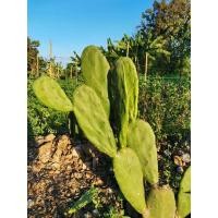 ราคา ต้นโอพันเทีย เขียว กระบองเพชร เสมา opuntia​ หูกระต่าน โอพันเทีย Cactus​ แคคตัส กระบองเพชร​ ไม้อวบน้ำ​ (18767745319)