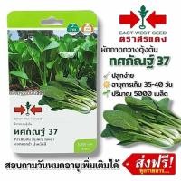 ราคา ผักกาดกวางตุ้งต้น ทศกัณฐ์ 37 #เมล็ดพันธุ์ผักกาดเกาดกวางตุ้งต้น #ศรแดง #ผักซอง #ผักสวนครัว #ผักศรแดง ประมาณ 5000 เมล็ด (43326854595)