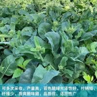 ราคา 甜季绿 log开蔬菜东Canola农兰蓝家四新鲜菜แกนหวานคะน้าสีเขียวคะน้ากวางตุ้งคะน้าบ้านไร่สี่20251010 (51414416891)