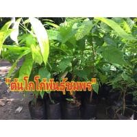 ราคา โกโก้พันธุ์ชุมพร ต้นตอนกิ่ง สูง 60 เซน (13605319910)