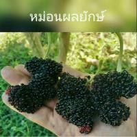 ราคา ต้นหม่อนผลยักษ์ ต้นมัลเบอรี่ผลยักษ์ 15-20 กรัมต่อผล รสหวาน ขายเป็นกิ่งสดสำหรับชำ 10- 12 กิ่ง (7433246070)