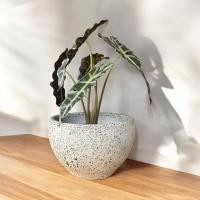 ราคา Flowerpot กระถางดินเผาทรงถ้วย สีวินเทจ เก่า ๆ ขนาด 26 x 15 cm. (21895517556)