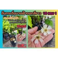 ราคา ต้นกระดิ่งนางฟ้าดอกสีขาว .ต้นไม้มงคล รั้วบ้าน ต้นกล้า กิ่งชำ เพาะเมล็ด เมล็ดพันธุ์ ดินปุ๋ยกระถาง ผักผลไม้ ดอกไม้ ยืนต้น (27756141077)