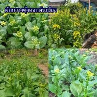 ราคา 3,500+ เมล็ด เมล็ดผักกวางตุ้งดอกต้นเขียว (ปลูกง่าย รสชาติอร่อย ชอบแดดจัด อัตรางอก 80 % ต้นสีเขียวเข้ม มีช่อดอก) (42109730209)