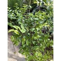 ราคา ต้นโมก Water jasmine (โมกพวง)ไม้ยืนต้น ไม้ประดับ กำแพงรั้ว ต้นสูงประมาณ 70-80 cm (ส่งแบบถุงดำ)(1ต้น/แพค) (12543843748)