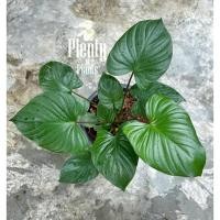 ราคา ว่านเสน่ห์จันทร์แดง Homalomena Rubercens (10147162419)