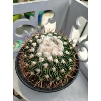 ราคา กระบองเพชร แคคตัส แมมคลื่นสมองหัวขนาดประมาณ 8 ซม. ในกระถาง 4.5 นิ้ว พร้อมส่ง (19288484407)