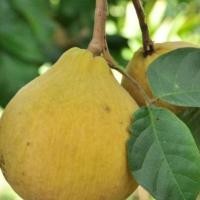 ราคา ต้นกระท้อน Santol พันธุ์ ปุยฝ้าย ผลโต ทาบกิ่ง สูง 60-70cm ทาบกิ่ง (10314877192)
