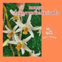 ราคา กล้วยไม้ เอื้องสีตาล Dendrobium heterocarpum แซะดง❤️แบบชุด❤️ (22085608172)
