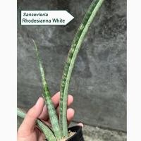 ราคา Sansevieria Rhodesiana white (56054907306)