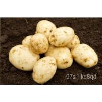 ราคา เมล็ด Maris Bard เมล็ดมันฝรั่ง-12หัว DISPATCHING ตอนนี้!!!!! ผักบุ้ง (23334214682)
