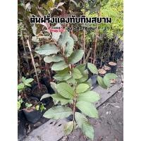 ราคา ต้นฝรั่งแดงทับทิมสยาม (20766687832)