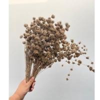 ราคา ดอกไผ่ดอกไผ่ ดอกไม้เมืองหนาว สำหรับตกแต่บ้าน ดอกหญ้าแห้งธรรมชาติ ดอกไผ่ห้วยลึก ดอกไม้ตกแต่งบ้าน เป็นพร็อพถ่ายรูป (23130076577)