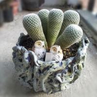 ราคา แมม • นกฮูก • ฟอร์มกอ • Mammillaria microthele • ไซส์ใหญ่ • ไม้เมล็ด (8375026456)