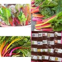 ราคา เมล็ดพันธุ์ สวิสชาร์ด คละสี (Mix Swiss Chard) บรรจุ 20 เมล็ด (45206746726)