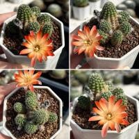 ราคา Rebutia Pygmaea: รีบูเทีย พิกเมีย แคคตัส กระบองเพชร (53306243334)