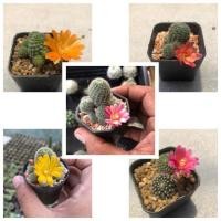 ราคา รีบูเทีย คละสีดอก กระบองเพชร แคคตัส (20228833537)