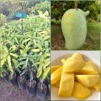 ราคา ต้นมะม่วงแรด เสียบยอด เป็นมะม่วงพันธุ์เบา ต้นสูง 50-70 ซม. (29421490866)