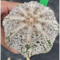 ราคา แอ​สโตร​ไฟตั้ม วี 21/5/69 #แคสตัส castus​ astrophytum แอสโตร แอสโตร​ไ​ฟตั้​ม แอสโตรไฟตัม กระบองเพชร (9866872506)