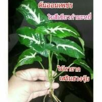 ราคา ต้นออมเพชร ใบกำมะหยี่ ไม้มงคล หายาก (5959529316)