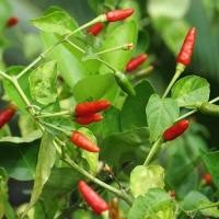 ราคา hot pepper chilli seeds, เมล็ดเชียประมาณ 100 เมล็ดเมล็ดเชียเมล็ดผักเมล็ดพันธุ์ผักผักผลไม้สวน ง่าย ๆ (46651477143)