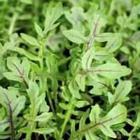 ราคา เมล็ด ใหม่ ไวด์ ร็อคเก็ต ลายแดง (Rocket Salad) Red Streaked Arugula Seed 300 ใหม่็ด คุณภาพดี ของแท้ ผักบุ้ (22440248165)