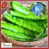 ราคา 20 เมล็ด ถั่วพู เมล็ดถั่วพู เมล็ดพันธุ์ถั่วพู (50860969158)