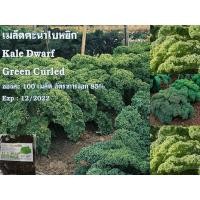 ราคา เมล็ดคะน้าใบหยิก Kale Dwarf (5076293817)