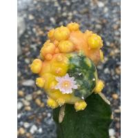 ราคา โลโฟ โลโฟวิลเลียมด่าง (lophophora williamsii variegated) ไม้กราฟ cactus กระบองเพชร (29603381393)