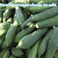 ราคา เมล็ดพันธุ์มะละกอแขกนวลดำเนินเตี้ย 20 เมล็ด (45506920913)
