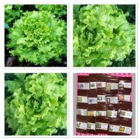 ราคา เมล็ดพันธุ์ ผักสลัด แกรนด์แรพิด (Grand Rapids Lettuce Seed) บรรจุ 100 เมล็ด (6754437173)