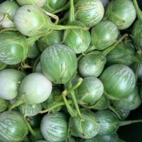 ราคา Thai Eggplant Seeds เมล็ดมะเขือตอแหล ตราภูเขาทอง Mini Round Eggplant เมล็ดพันธุ์มะเขือตอแหล เมล็ดมะเขือ เมล็ด (44510744245)