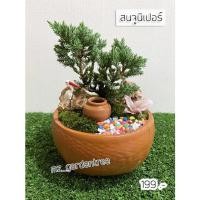 ราคา [[ต้นไม้จริง]] สนจูนิเปอร์ **ต้นไม้คัดฟอร์มสวยทุกต้น** (4370056620)