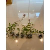 ราคา กล้วยไม้หายาก สายหลวงลาว Dendrobium anosmum ดอกหอม (8357580927)