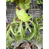 ราคา Platycerium coronarium Dwarf Philippine ชายผ้าสีดา เขากวางตั้ง โคโรนาเลียม ฟิลิปปินส์ แคระ (57800244958)