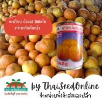 ราคา ADV กป 80 กรัม แตงไทยบัวแดง ตราตะวันต้นกล้า แตงไทยลูกกลม (8218585280)