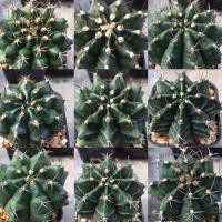 ราคา ยิมโนคาไลเซียมไม้เมล็ด Gymnocalycium (11416244208)