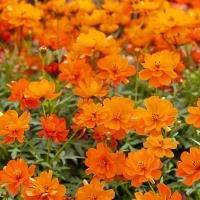 ราคา 50 เมล็ด ดาวกระจาย ดาวกระจายฝรั่ง คอสมอส Cosmos Seeds สายพันธุ์ Mandarin (56809476910)