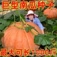ราคา เมล็ดฟักทองยักษ์ โรงสี เมล็ดฟักทอง เมล็ดฟักทองยักษ์ เมล็ดผักโฟร์ซีซั่น เมล็ดฟักทองยักษ์ เมล็ดฟักทอง โรงสี ฟักทอง20260807 (56915572864)