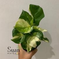 ราคา พลูแอปเปิ้ล พลูด่างใบแอปเปิ้ล (9459141775)
